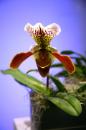 orchidees senat 008 * 4368 x 2912 * (4.99MB)